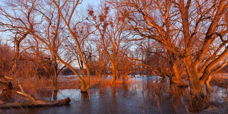 Грачи прилетели фото превью