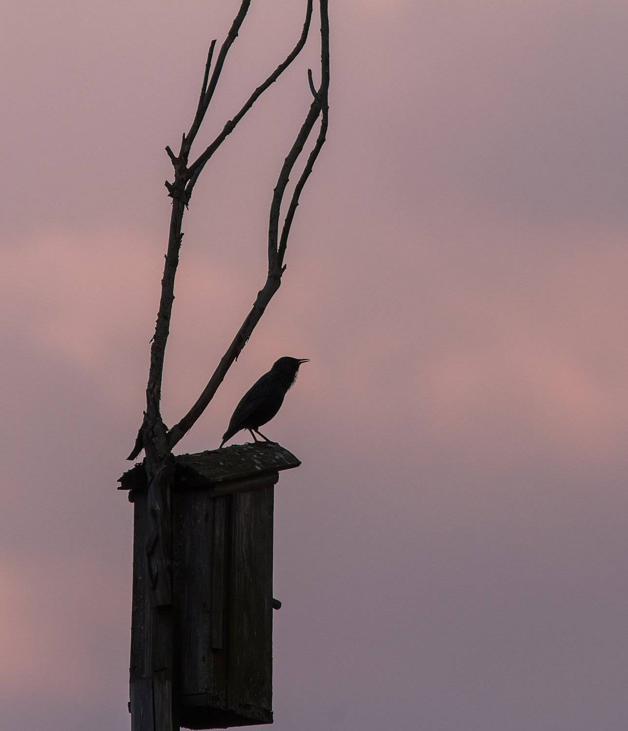 Скворец, весна, Тесленко Игорь