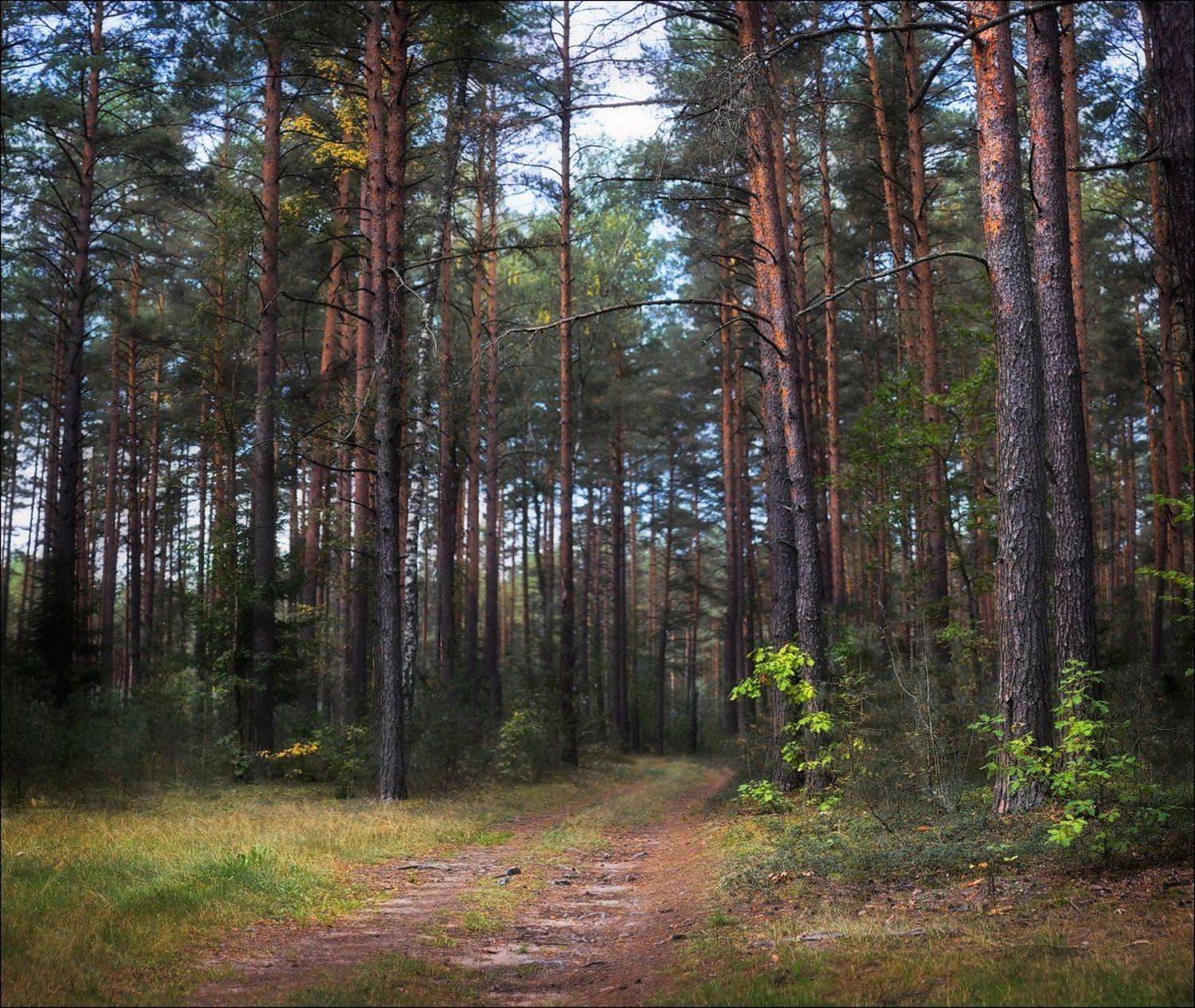 золотая осень, лес, тропинка, Сергей Шабуневич