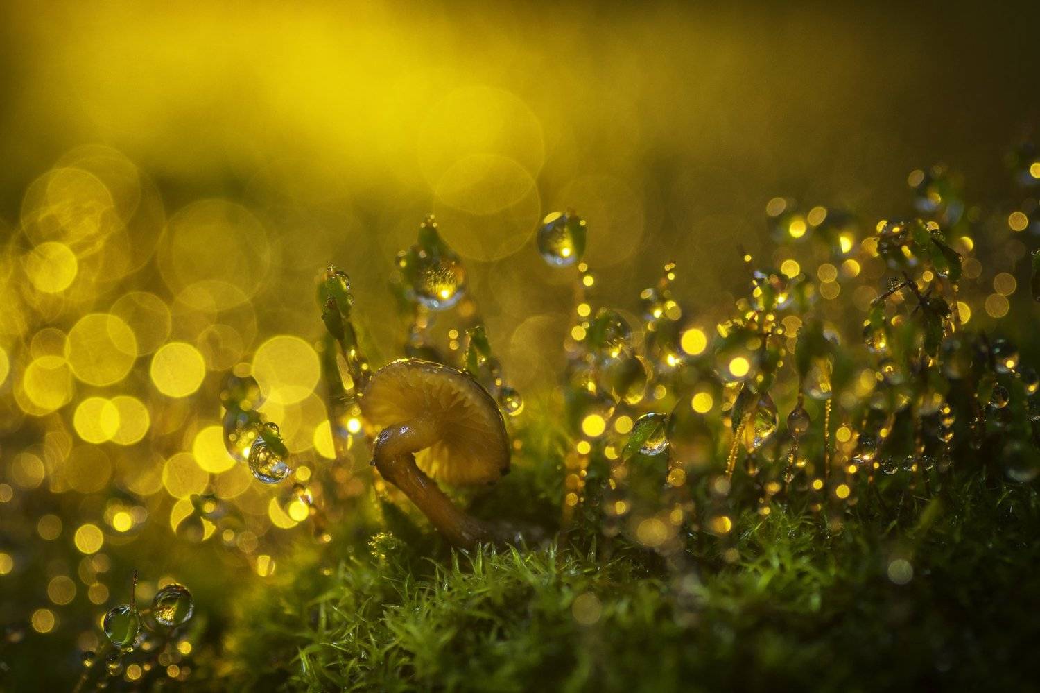 природа, Валерий Черняк