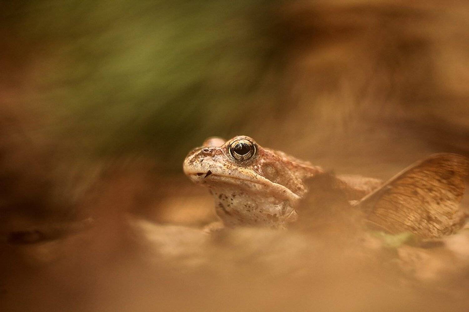 , Иваненко Светлана