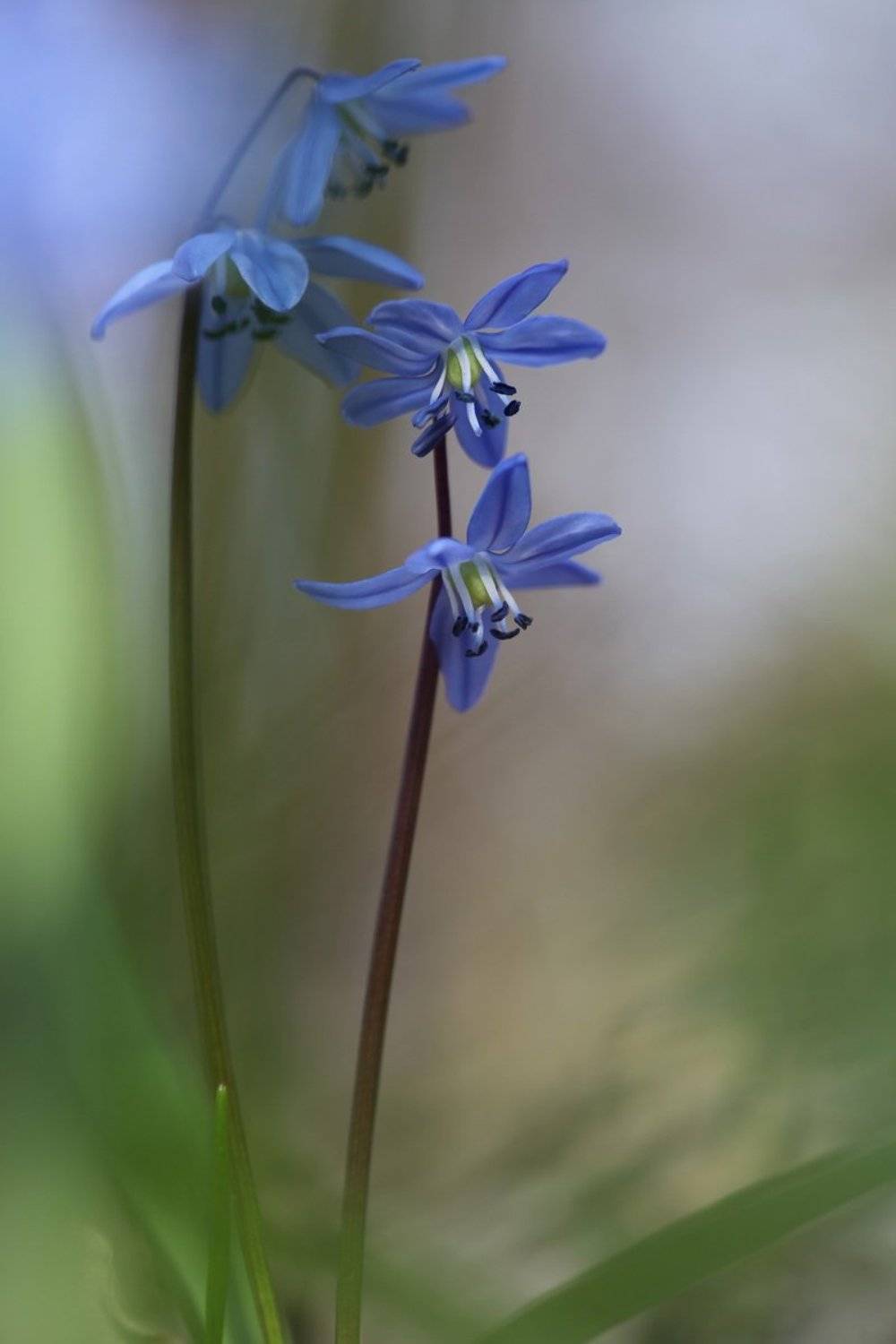 пролеска, Леонид