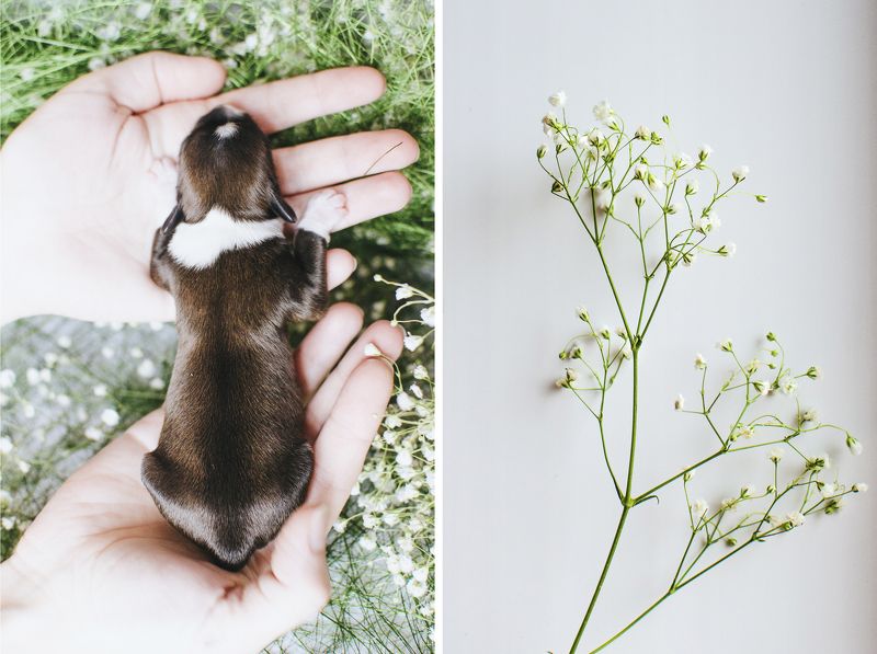 Щенок фото превью