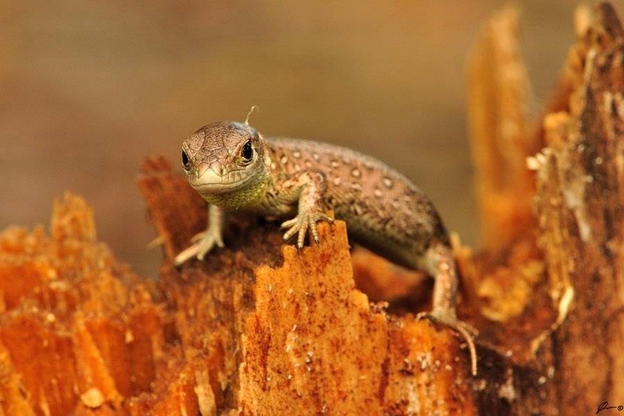 Lizards, Nature, Reptiles, Wildlife, Mariusz Oparski