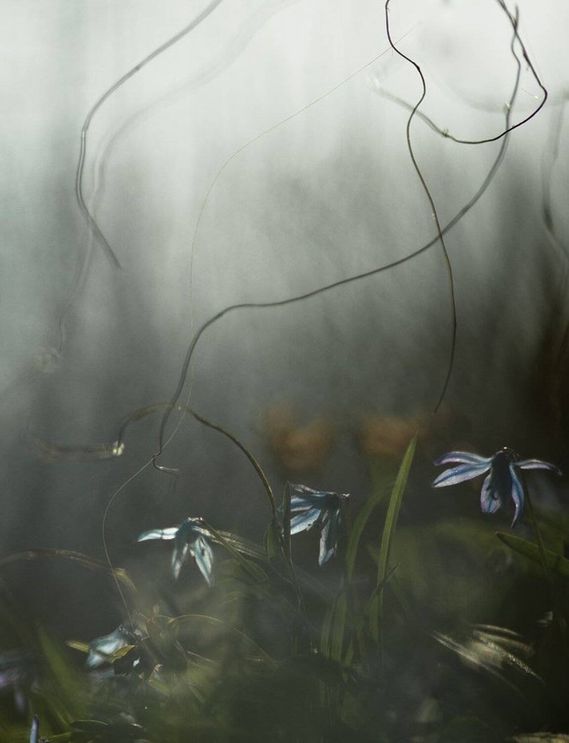 апрель, весна, воронеж, марионетки, первоцвет, пролеска, свет, Геннадий Мещеряков