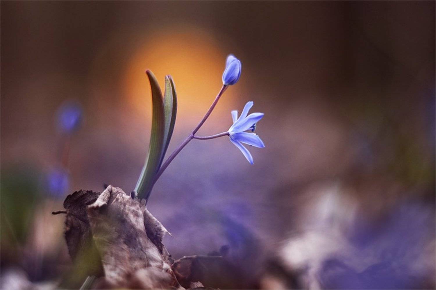 , Наталья Ова