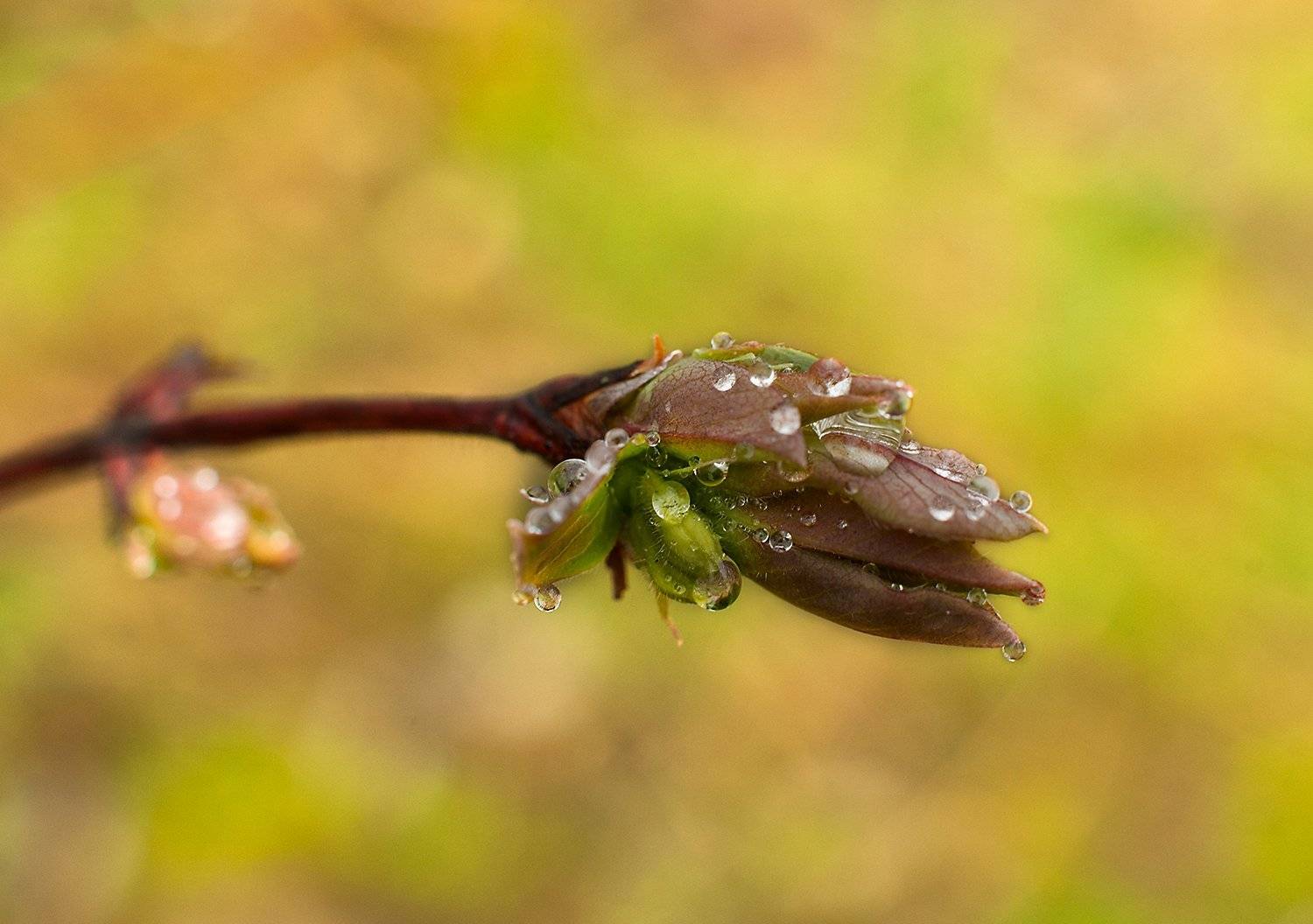 , Валерий Смирнов