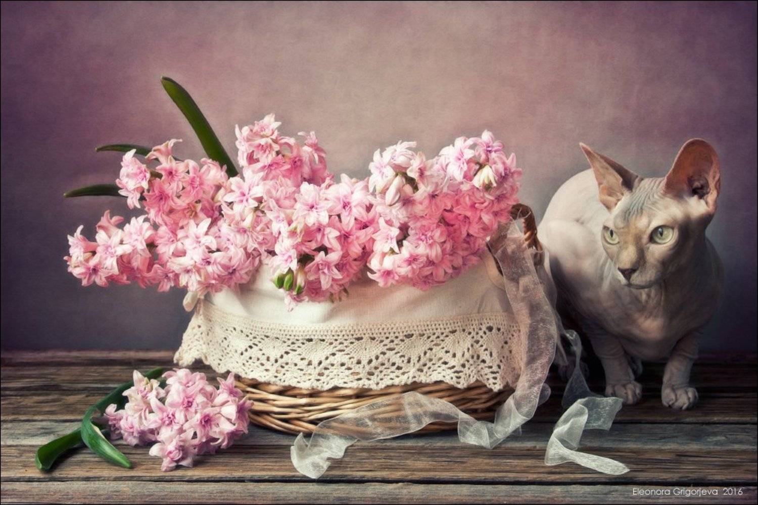 Весна, Гиацинт, Кошка, Натюркотики, Розовый, Сфинкс, Eleonora Grigorjeva