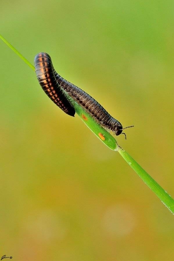 Insect, Macro, Makro, Nature, Mariusz Oparski