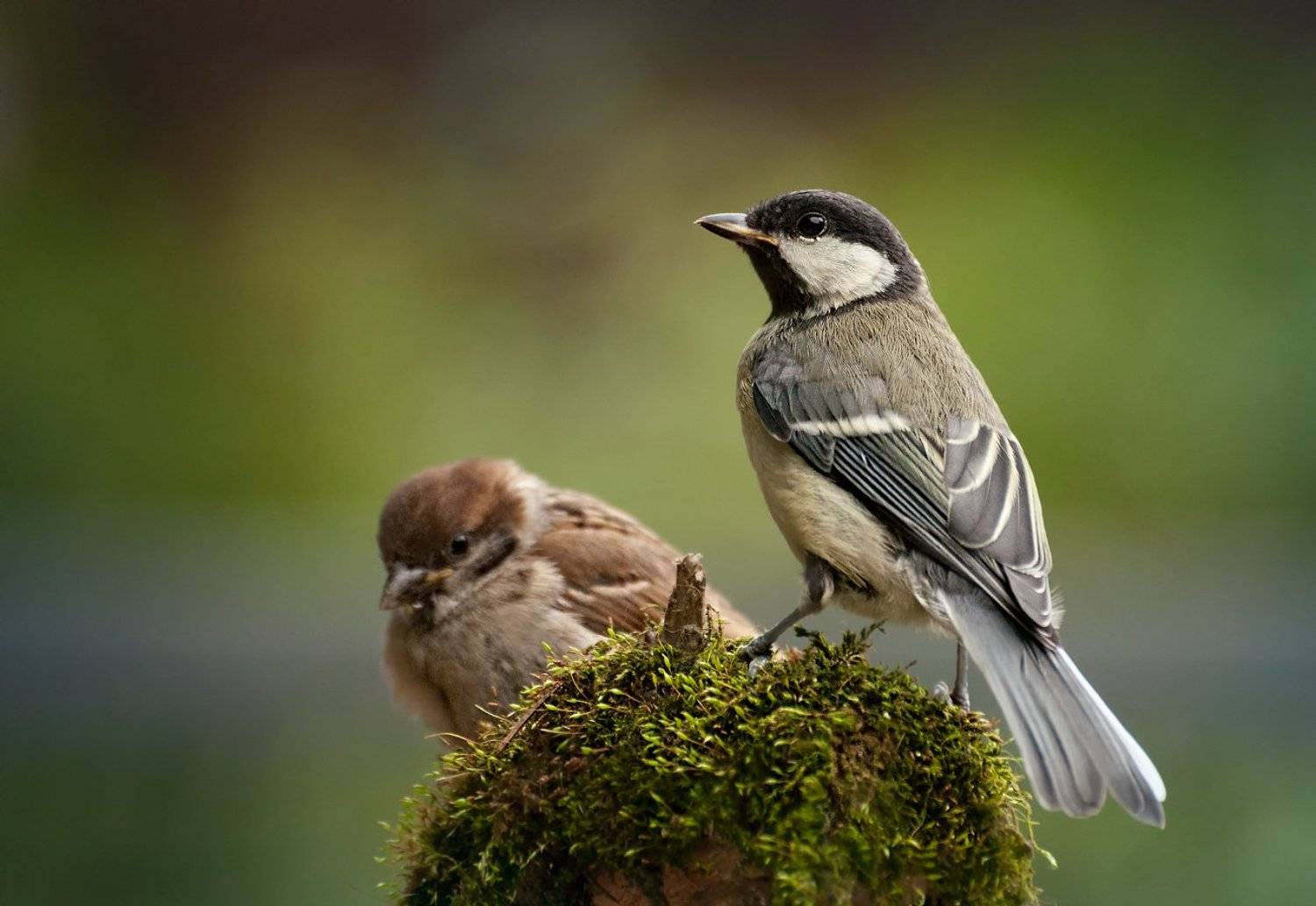 Воробей, Птицы, Синица, Олег Тыркин
