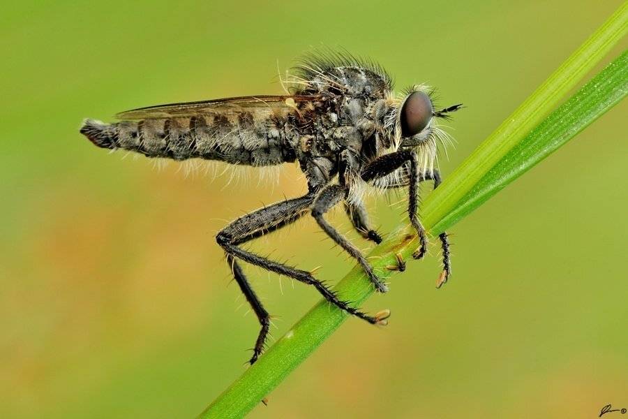 Insect, Macro, Makro, Nature, Mariusz Oparski