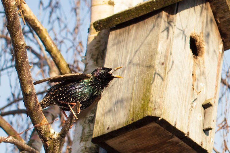 Весенние песни фото превью