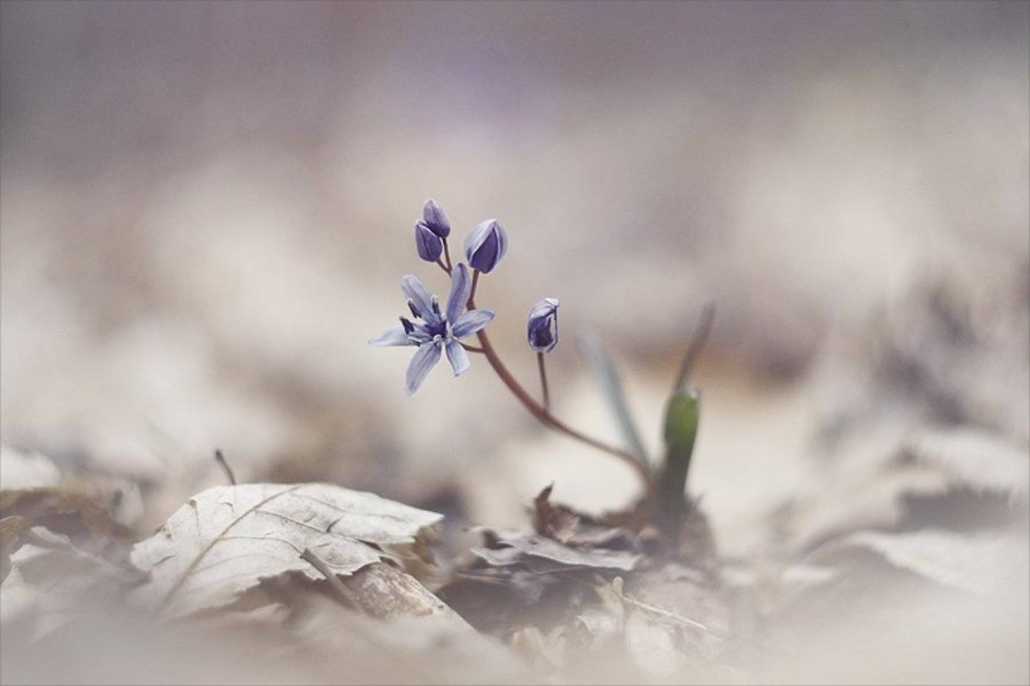 , Наталья Ова