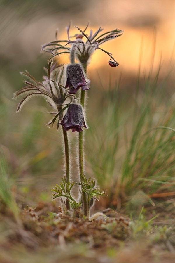прострел, луговой, pulsatilla, pratensis, днепровско-орельский, природный, заповедник, Sergii Markov