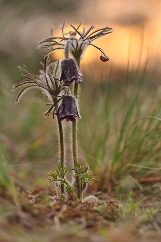 Вечерний романтизм