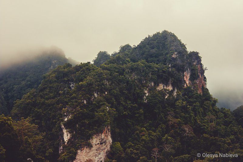 trees, landscape, outdoor, natural, mountain, amazing, foggy, nature, pics, free Nature (free photos) фото превью