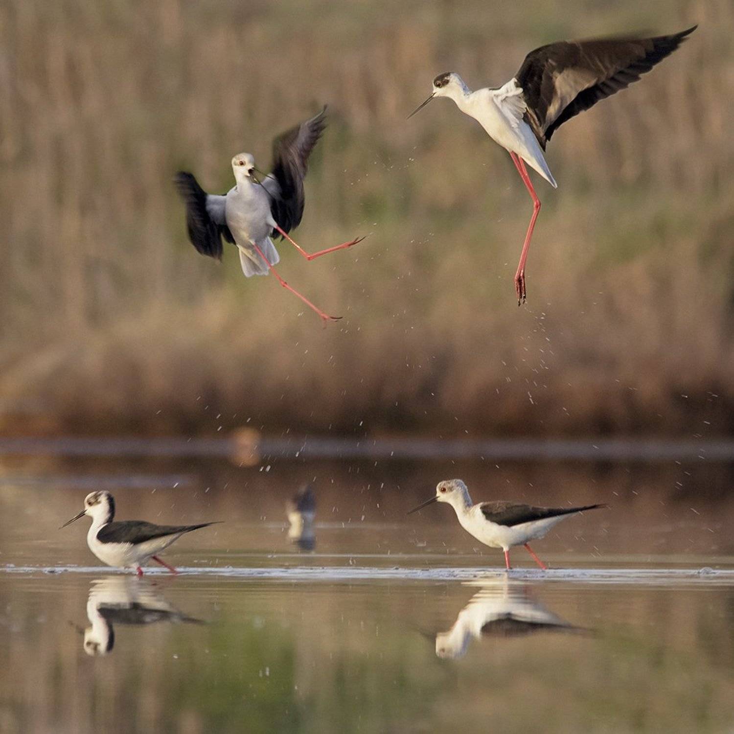 ходулочник, кокилобегач, Евгени Стефанов