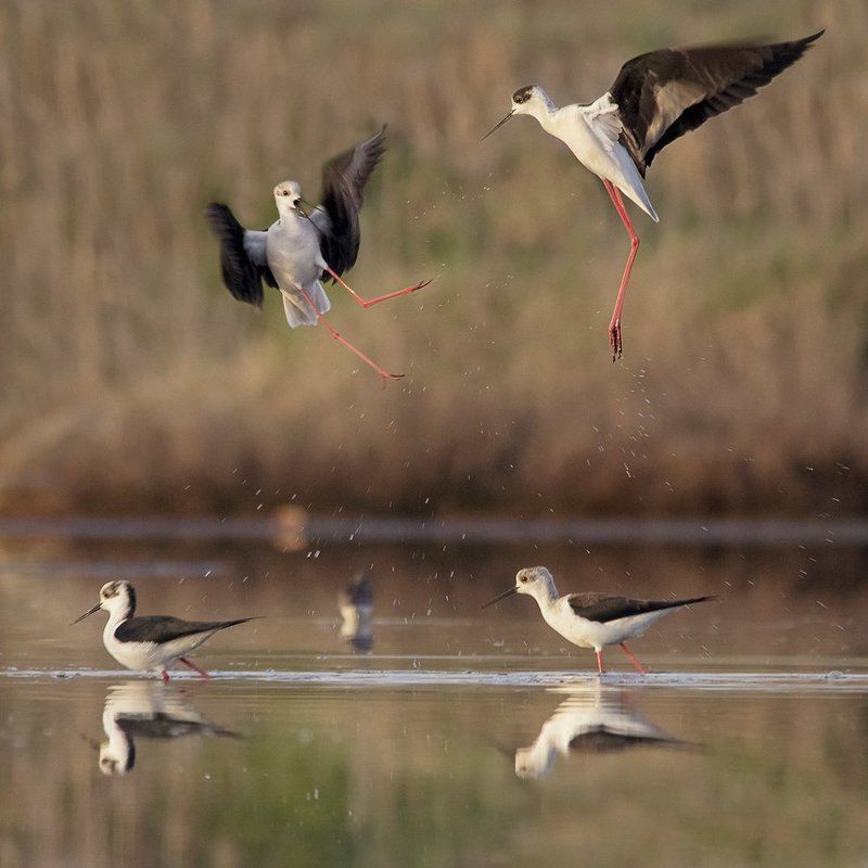 ходулочник, кокилобегач Ходулочник - борьба за территорию фото превью