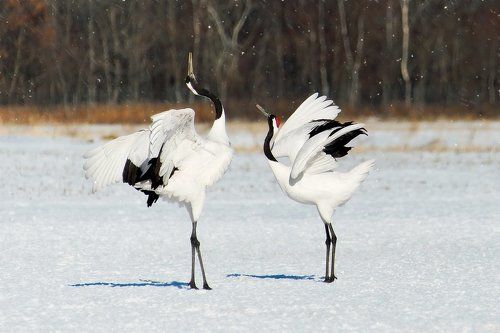 Танец журавлей