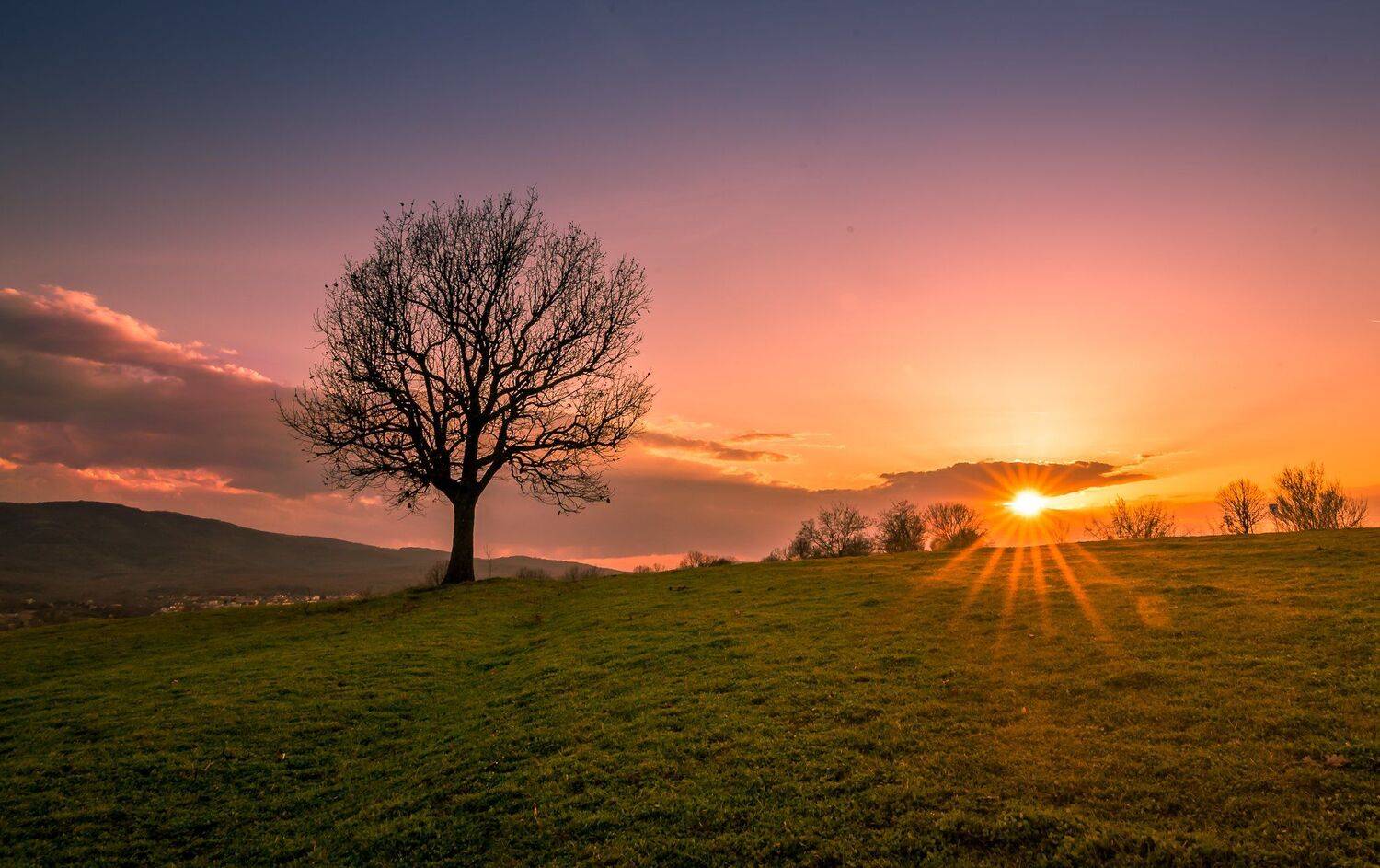 sunset, tree, sun, field, green, december, sky, clouds, Jeni Madjarova