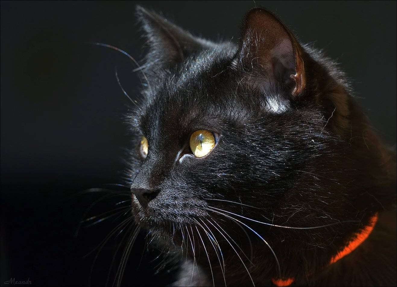 кот, Андрей Медведев