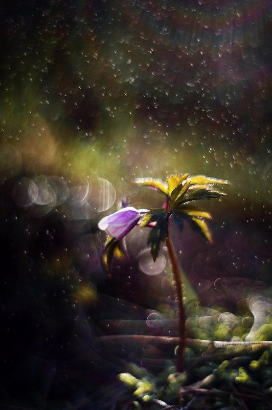 макро, весна, анемона, боке  фото превью