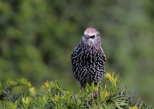 Важные птицы