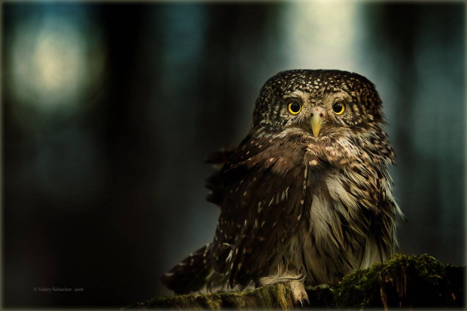 , Валерий Субачев