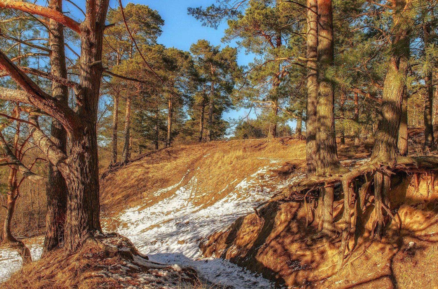 Весна, Вечер, Вечерний свет, Закат, Корни, Небо, Пейзаж, Песок, Природа, Рельеф, Россия, Снег, Сосновый бор, Сосновый лес, Юлия Лаптева