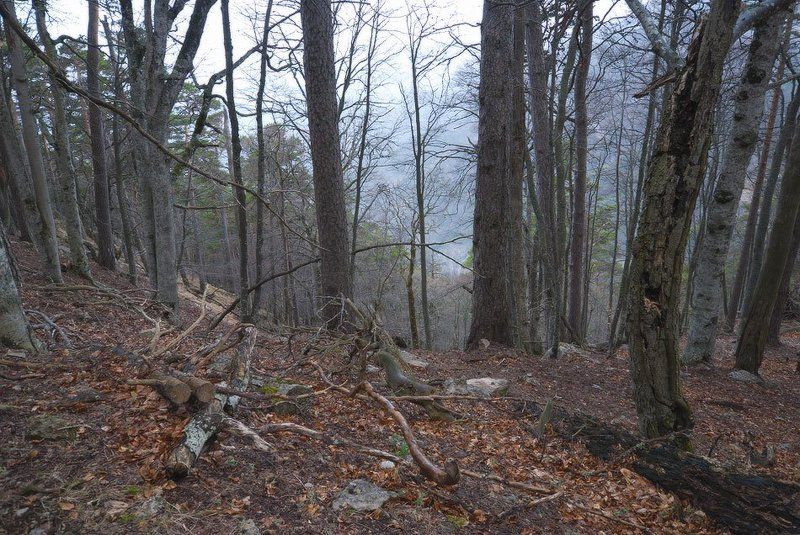 Воскресная прогулка по весеннему лесу. фото превью