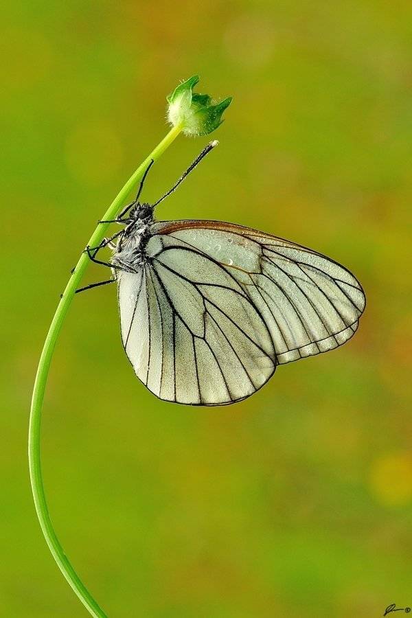 Butterfly, Insect, Macro, Makro, Nature, Mariusz Oparski
