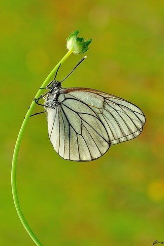 Aporia crataegi