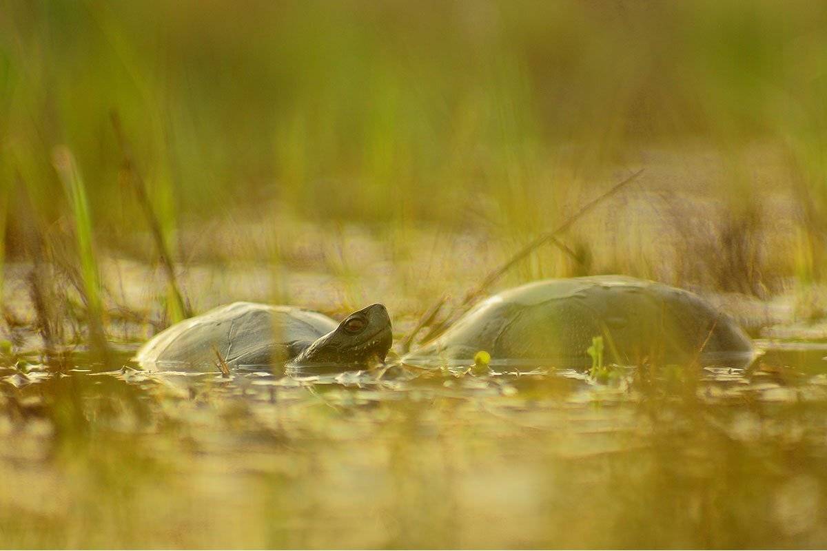 Европейская болотная черепаха, Черепаха, Роман Рысь