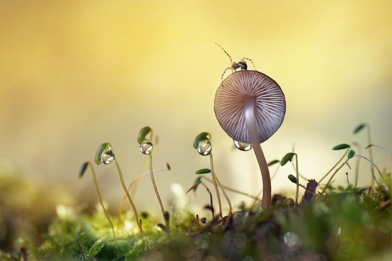 Лесная сказка фото превью