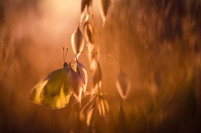 Тишина фото превью