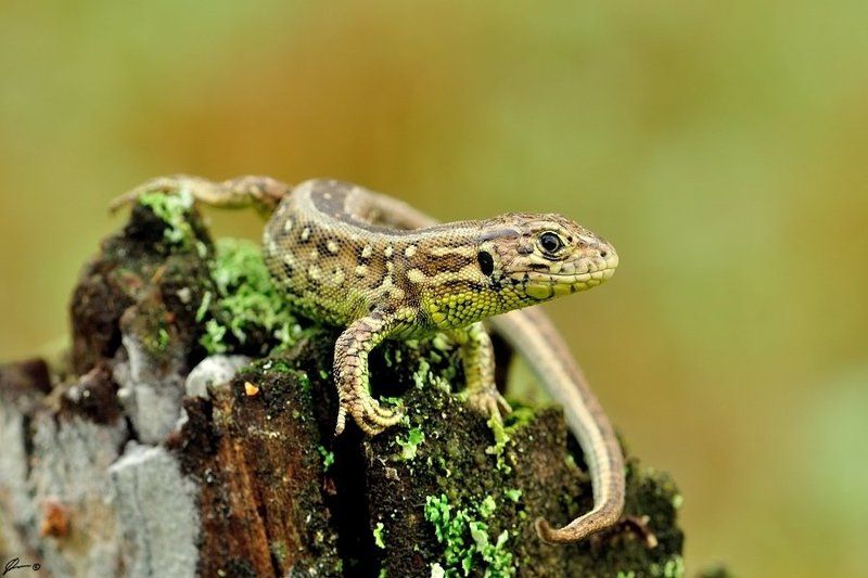 Lacerta agilis фото превью