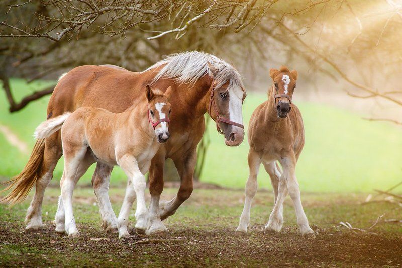 Horse