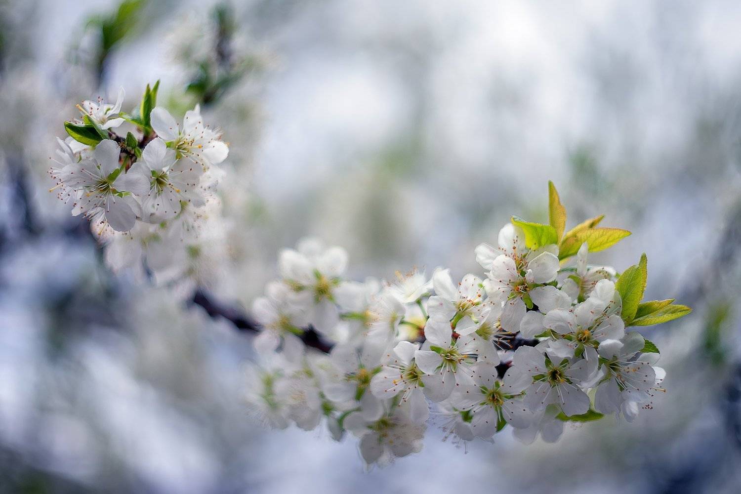 , Эльдар Гуртуев