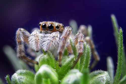 Jumping Spider