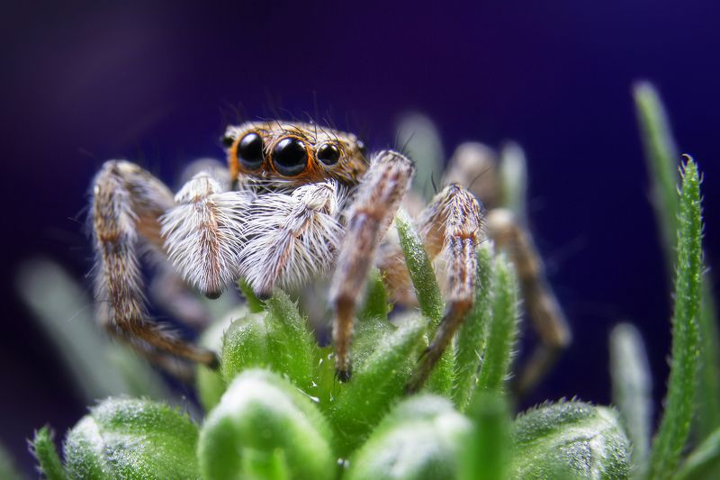 macro spider  Jumping Spider фото превью