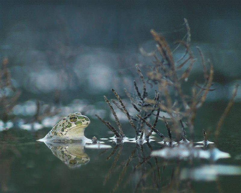 Жених для Дюймовочки фото превью