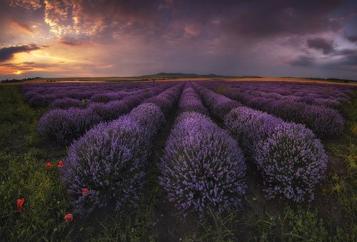 Лавандовая панорама