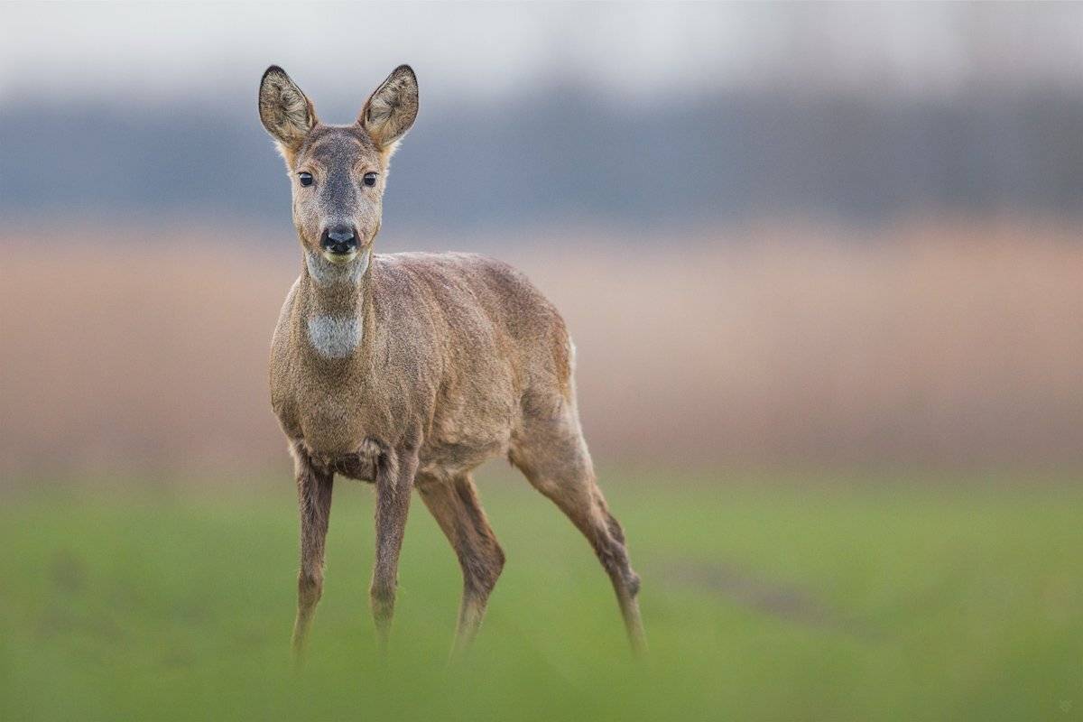 wildlife, roe-deer, capreolus, Wojciech Grzanka