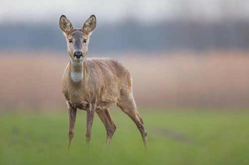 Capreolus