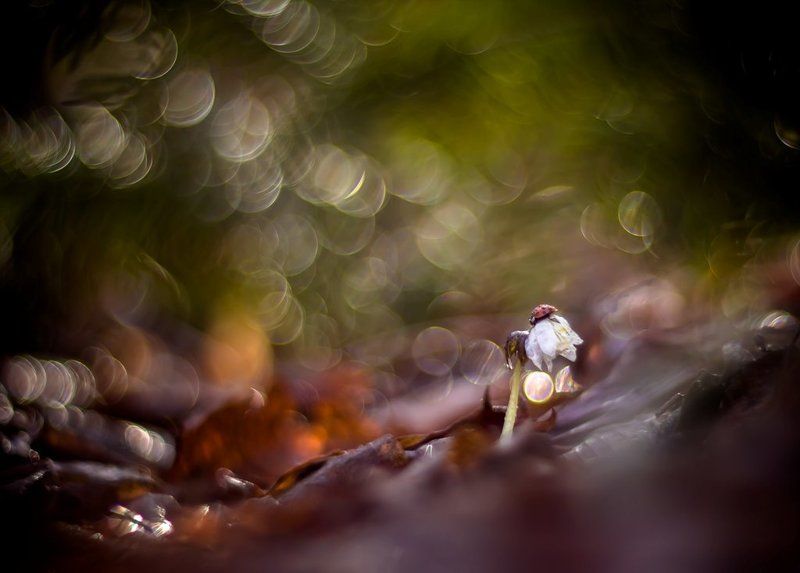 Сказки про весну... фото превью