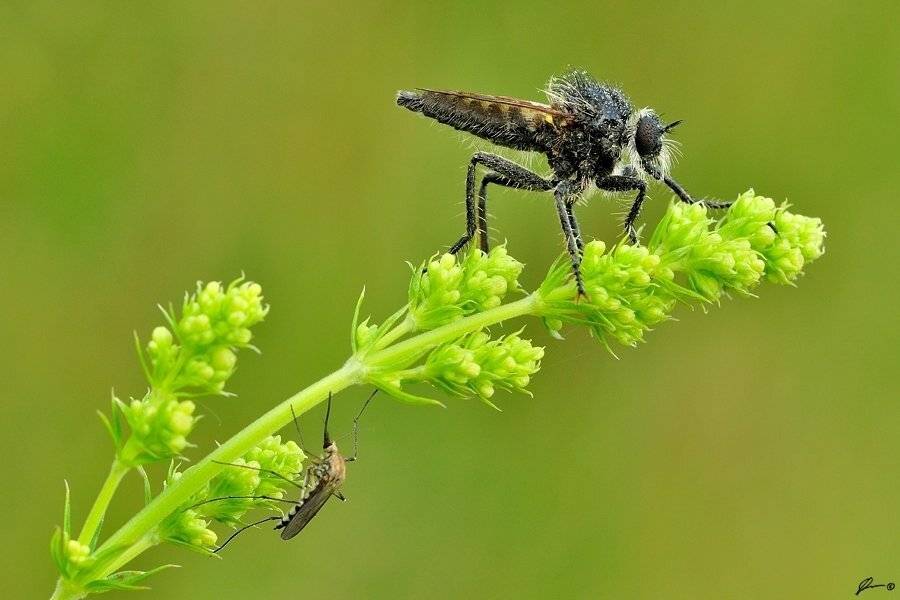 Insect, Macro, Makro, Nature, Mariusz Oparski
