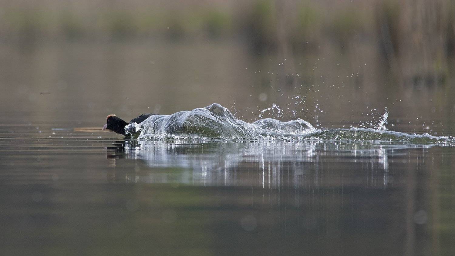 , Евгени Стефанов