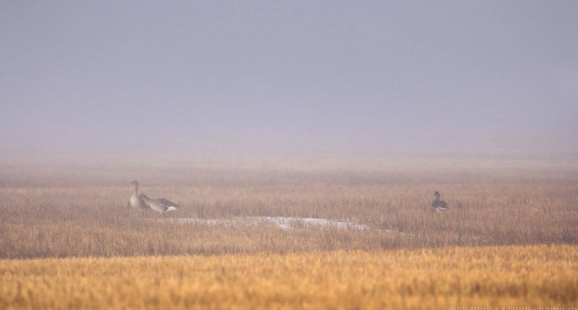 , Алексей Лобанов