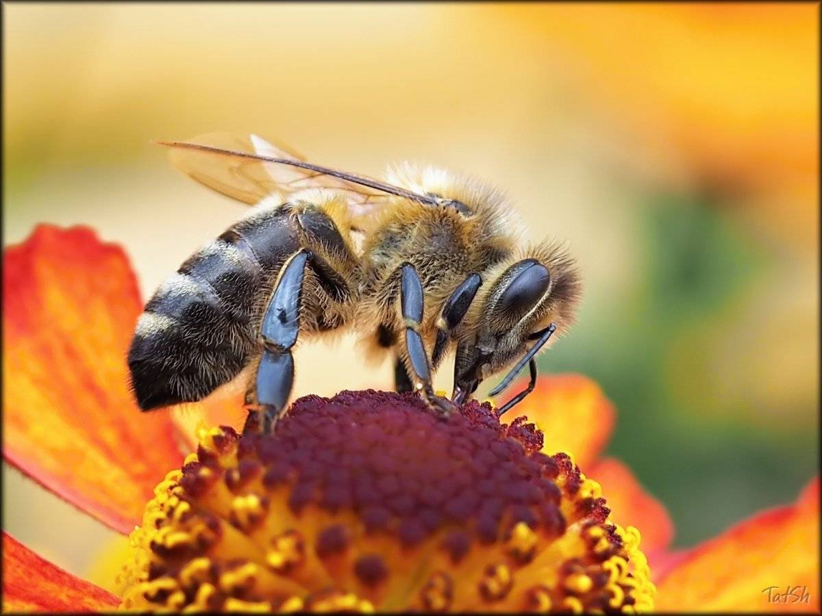 Макро, Подмосковье, Пчела, Шипилова Татьяна