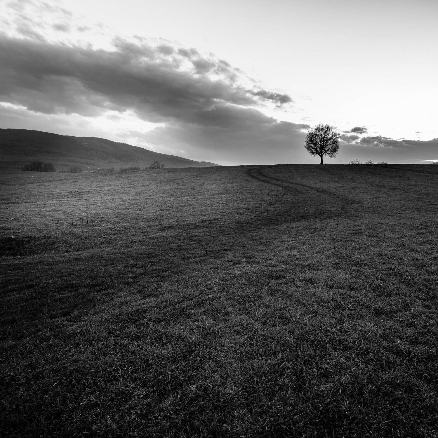 tree, light, clouds, grass, field, , Jeni Madjarova